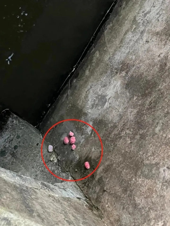 多地出现！寄生虫多达6000条，误食可致死！