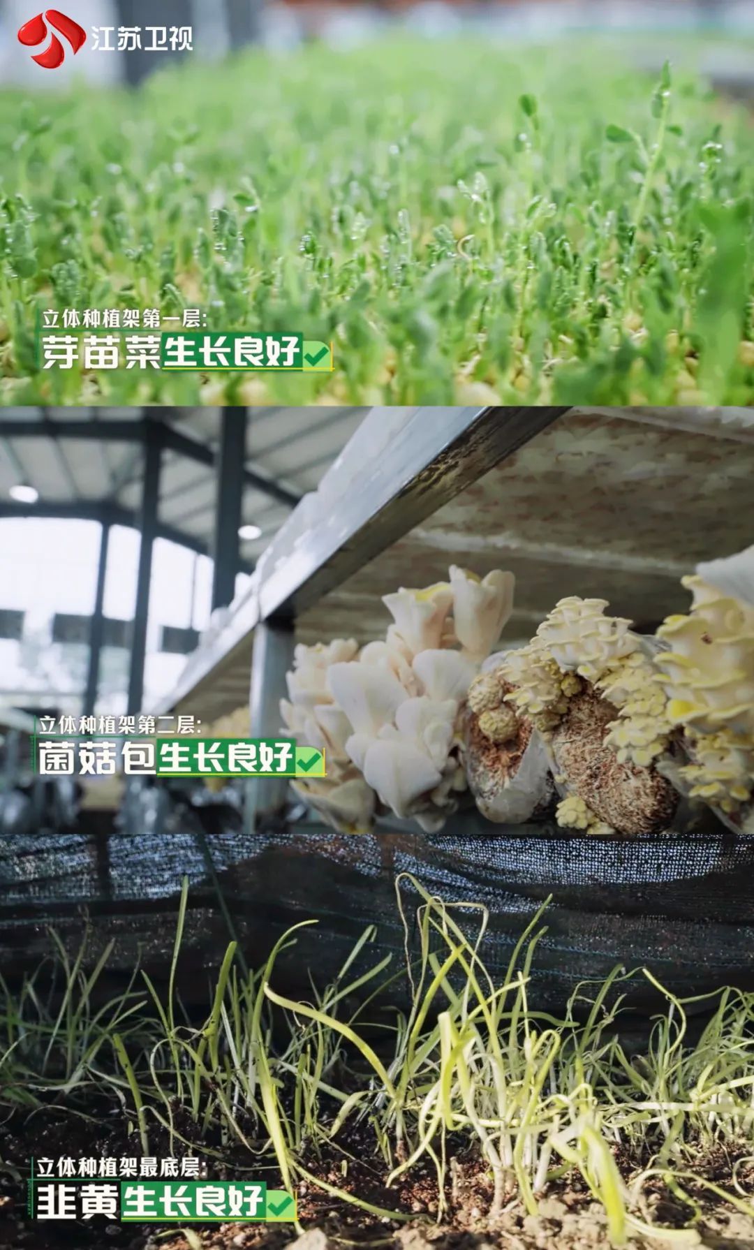 江苏卫视《种地吧2》十个勤天解锁立体农业，农事有喜亦有忧