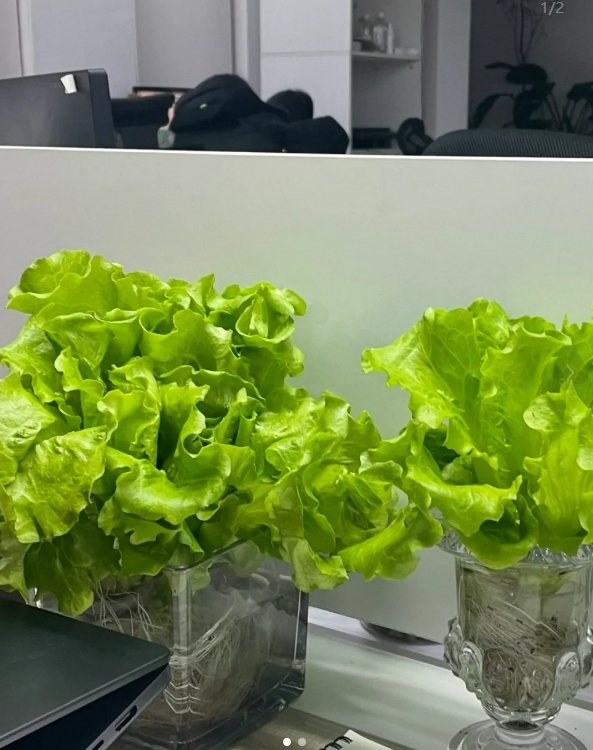 用“蕉绿”打败焦虑？“禁止蕉绿”成办公室新宠