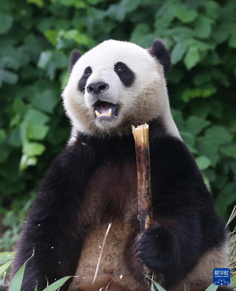 比利时:大熊猫“天宝”庆祝八岁生日 比利时:大熊猫“天宝”庆祝八岁生日