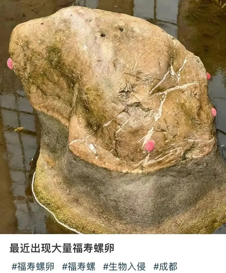 多地出现！寄生虫多达6000条，误食可致死！