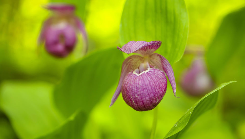 30余株国家重点保护野生植物大花杓兰现身内蒙古 30余株国家重点保护野生植物大花杓兰现身内蒙古