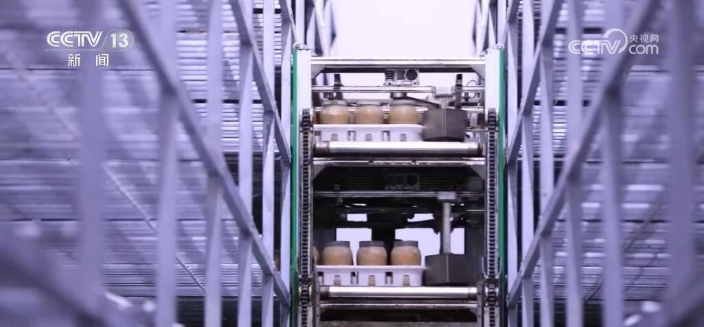 小菌菇开出“致富伞” “智慧农业设备+良种”种出新“食”尚 小菌菇开出“致富伞” “智慧农业设备+良种”种出新“食”尚