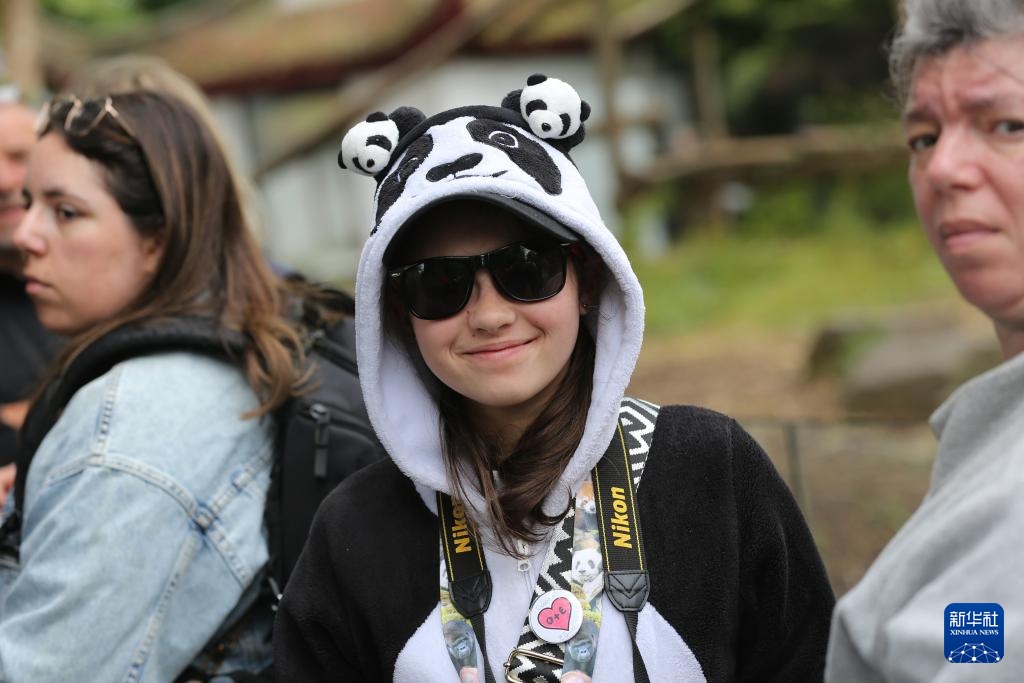 比利时:大熊猫“天宝”庆祝八岁生日 比利时:大熊猫“天宝”庆祝八岁生日