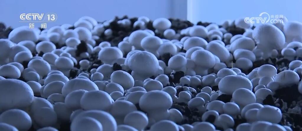 小菌菇开出“致富伞” “智慧农业设备+良种”种出新“食”尚 小菌菇开出“致富伞” “智慧农业设备+良种”种出新“食”尚