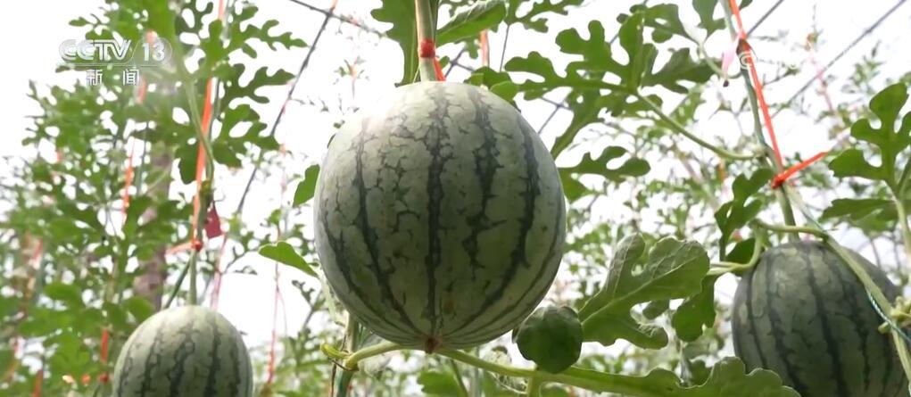 丰富百姓“果盘子” 以多元优质供给守护大众“舌尖”上的幸福