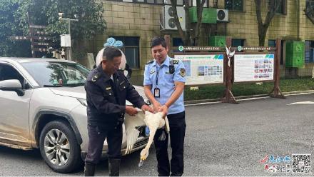 鄱阳湖进入夏候鸟迁徙季 “落单”小天鹅获接力抢救