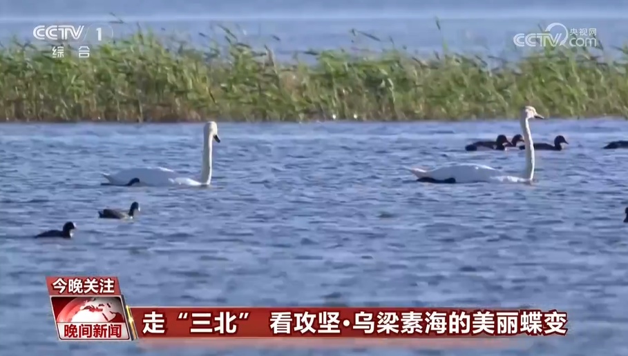 走“三北” 看攻坚——从“沙进人退”到“绿进沙退” 科学治沙 久久为功 走“三北” 看攻坚——从“沙进人退”到“绿进沙退” 科学治沙 久久为功