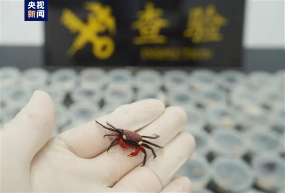海关截获90只吸血鬼蟹，名字相当炸裂，真的会吸血吗？