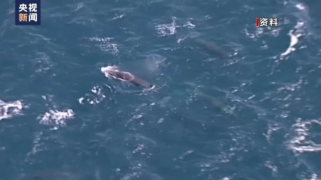 第二大海洋哺乳动物被日本捕鲸船盯上了！