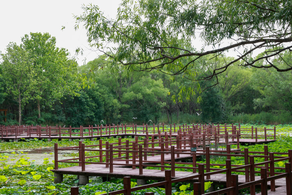 从种树到护鸟——山东茌平国有广平林场走访见闻
