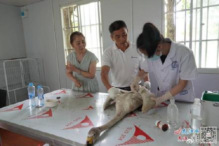 鄱阳湖进入夏候鸟迁徙季 “落单”小天鹅获接力抢救