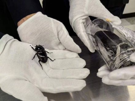 女子在婴儿车里藏15只甲虫过关被查获