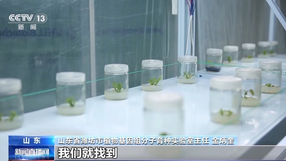 从种到收 又甜又脆的小西瓜这样走进果篮子 从种到收 又甜又脆的小西瓜这样走进果篮子