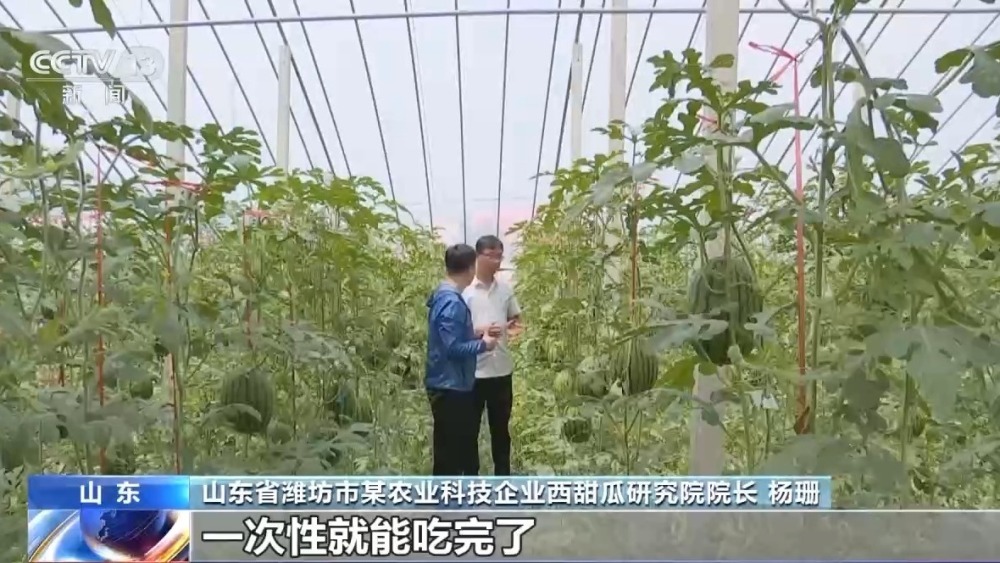 从种到收 又甜又脆的小西瓜这样走进果篮子 从种到收 又甜又脆的小西瓜这样走进果篮子