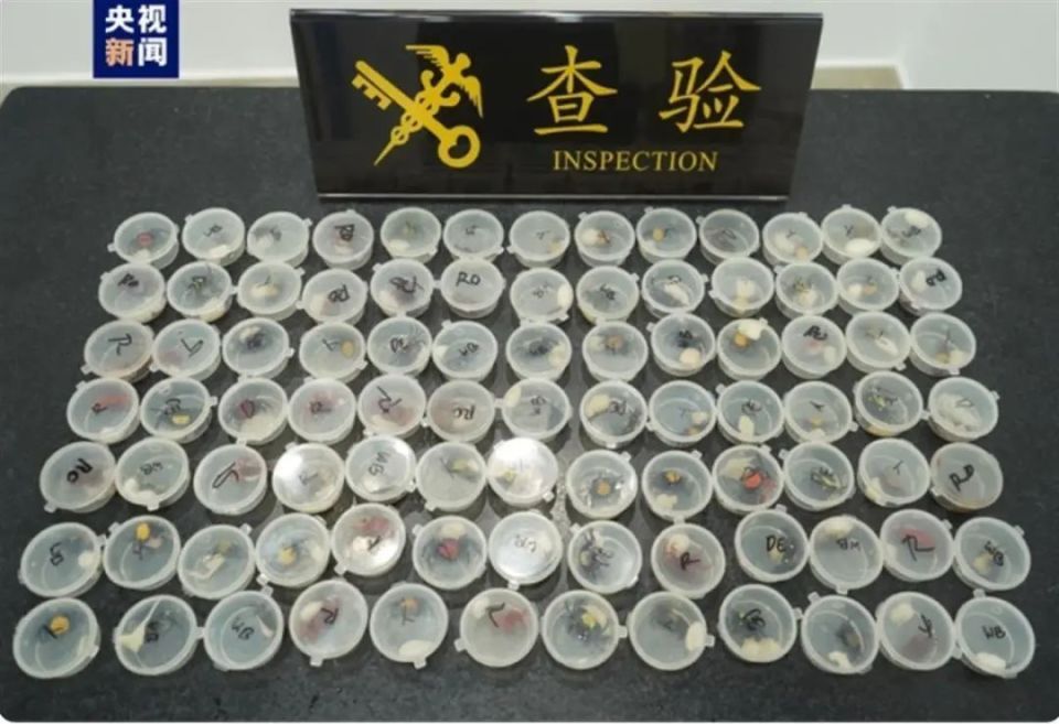 海关截获90只吸血鬼蟹，名字相当炸裂，真的会吸血吗？