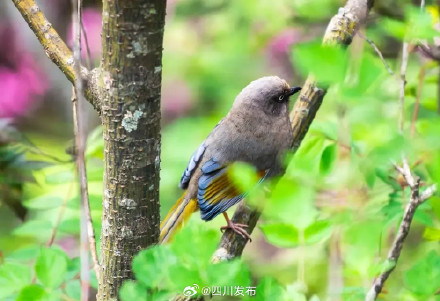 橙翅噪鹛现身米仓山国家森林公园