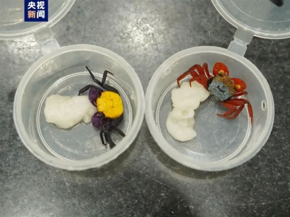 海关截获90只吸血鬼蟹，名字相当炸裂，真的会吸血吗？