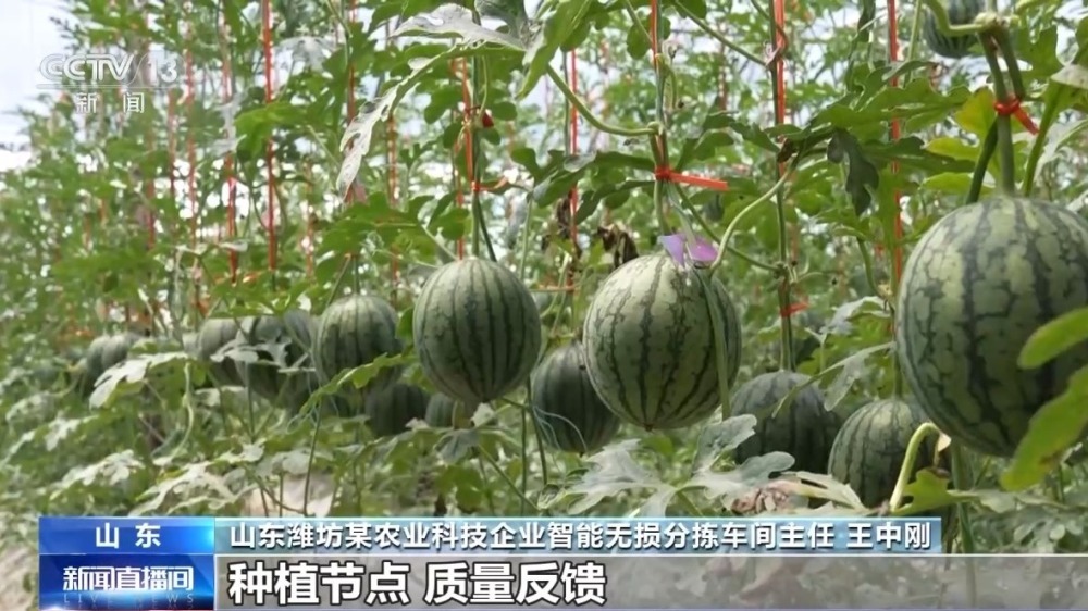 从种到收 又甜又脆的小西瓜这样走进果篮子 从种到收 又甜又脆的小西瓜这样走进果篮子