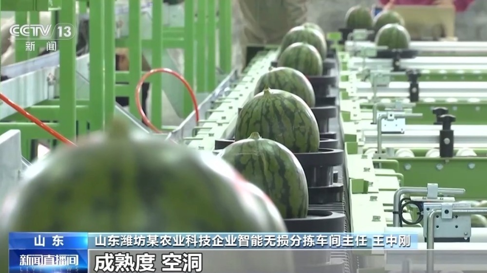 从种到收 又甜又脆的小西瓜这样走进果篮子 从种到收 又甜又脆的小西瓜这样走进果篮子