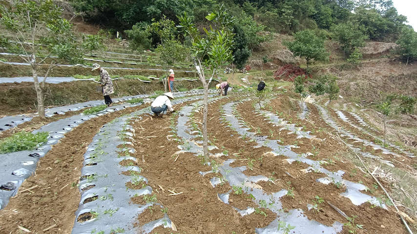云南永德：山坡种出“摇钱树”