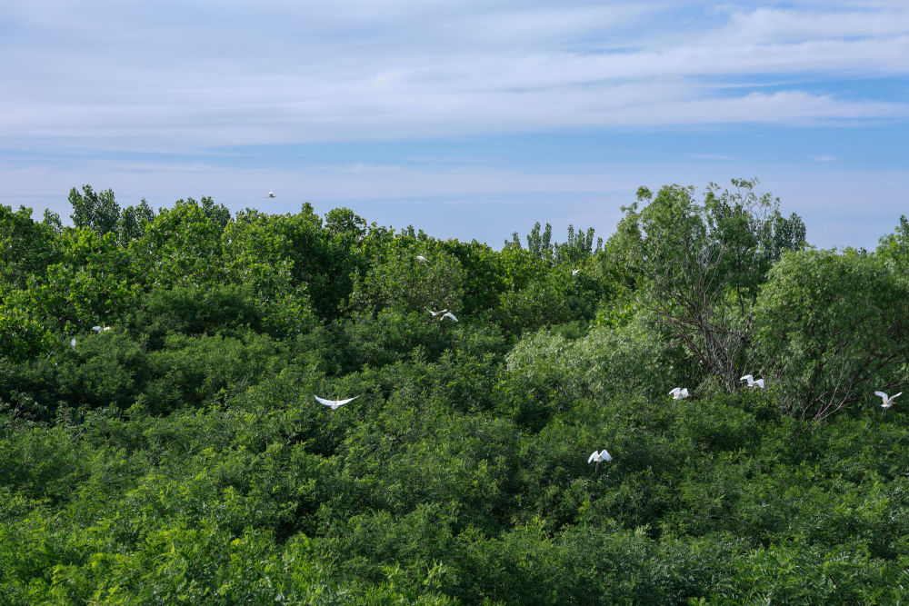 从种树到护鸟——山东茌平国有广平林场走访见闻