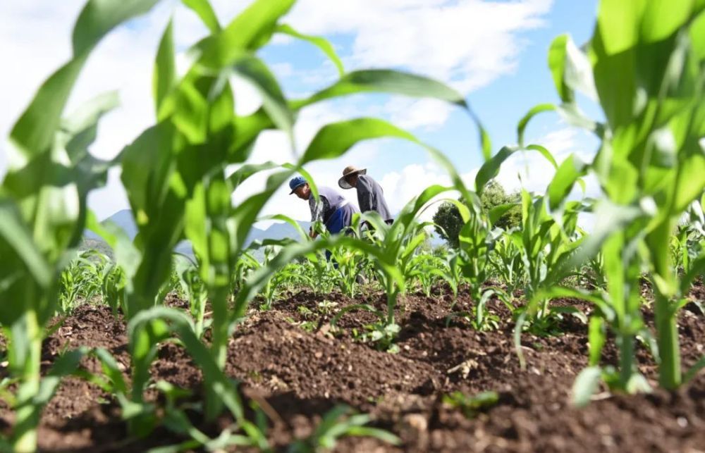 芒种！风吹麦浪，仲夏始