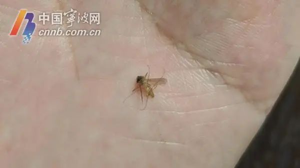 宁波人“打交道”最多的是哪几种蚊子？专家教你防蚊