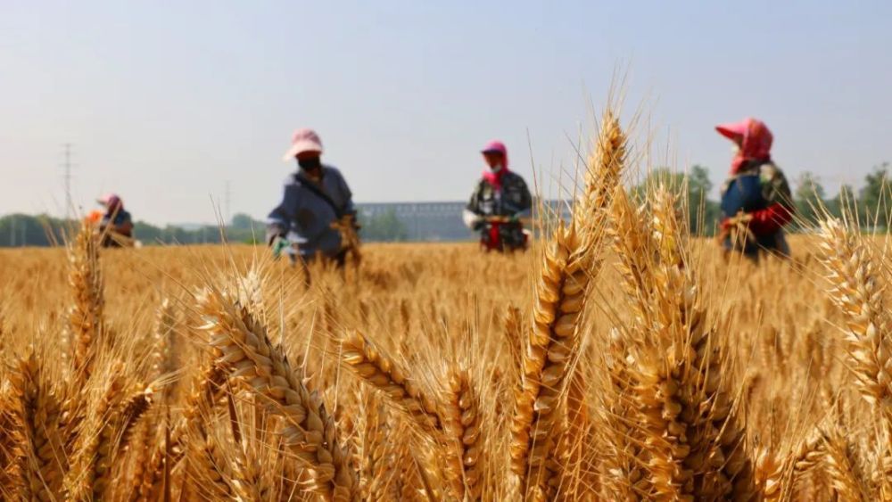 芒种！风吹麦浪，仲夏始