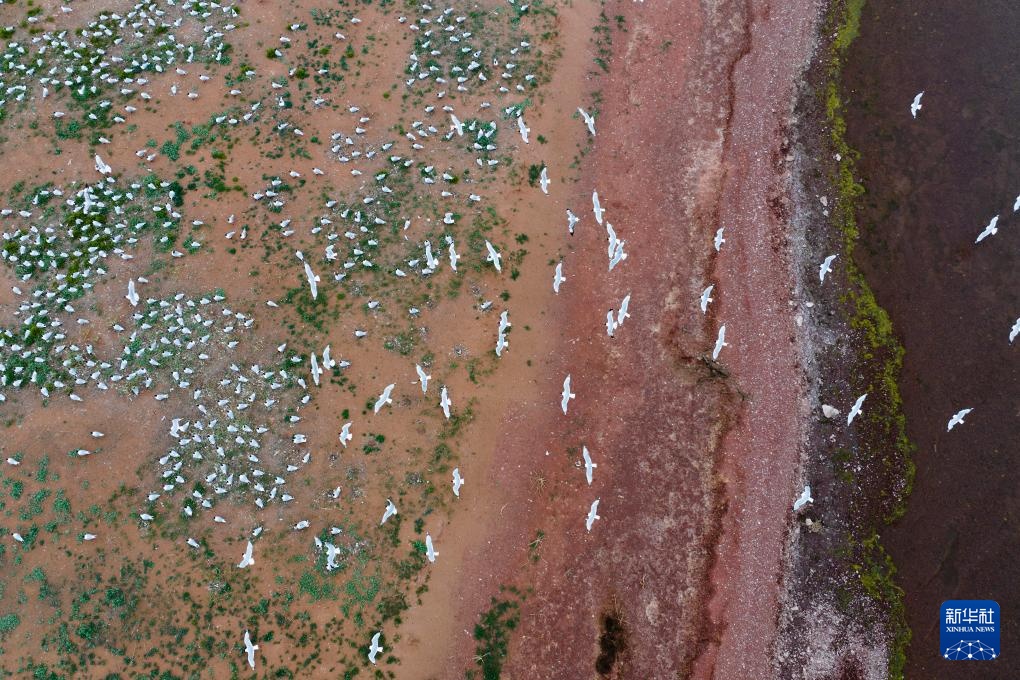 沙漠明珠 遗鸥天堂