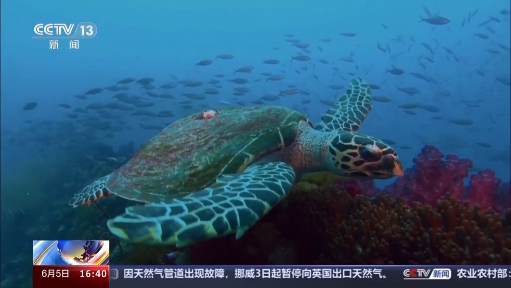 首例蓝碳＋生态修复海洋环境公益诉讼开庭