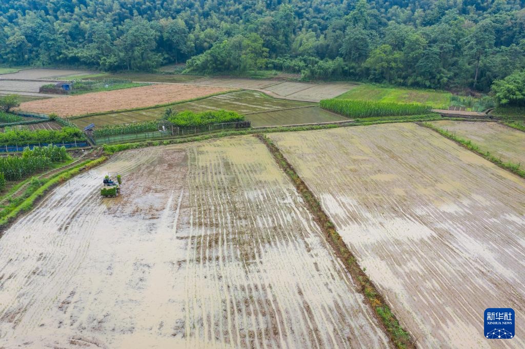 浙江诸暨：水乡“芒种”忙插秧