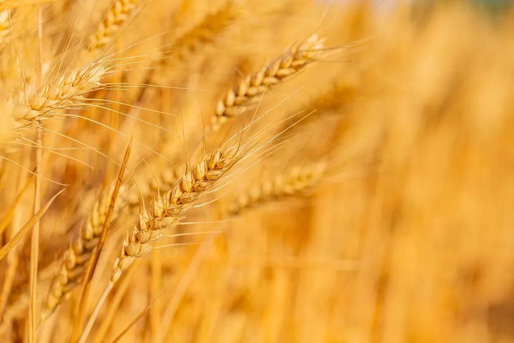 芒种，我们吃点啥？