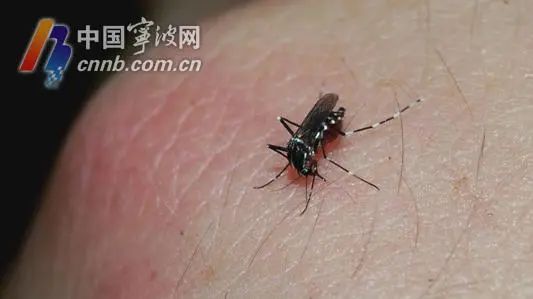 宁波人“打交道”最多的是哪几种蚊子？专家教你防蚊