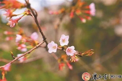 来自大自然的惊喜！广西接连发现新物种