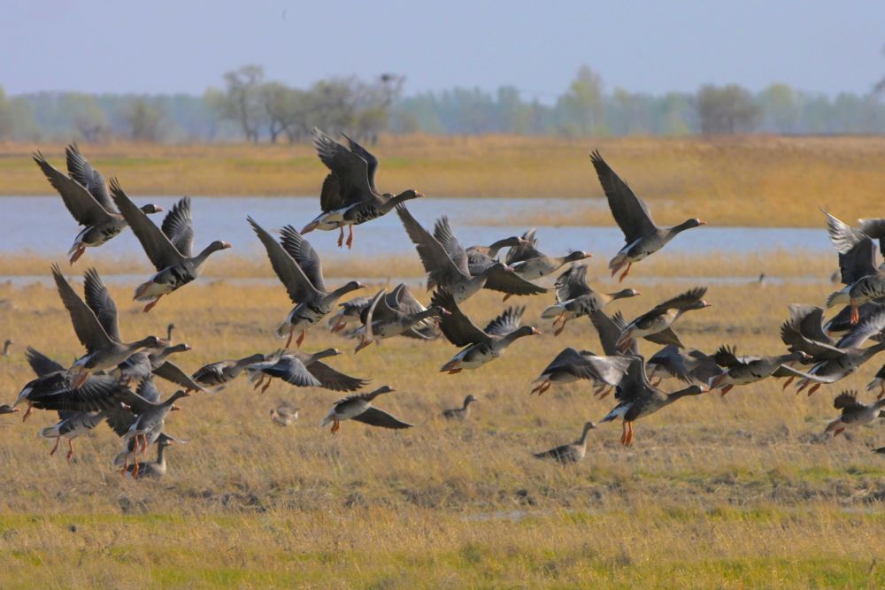 鸟翔禽游“恋”扎龙