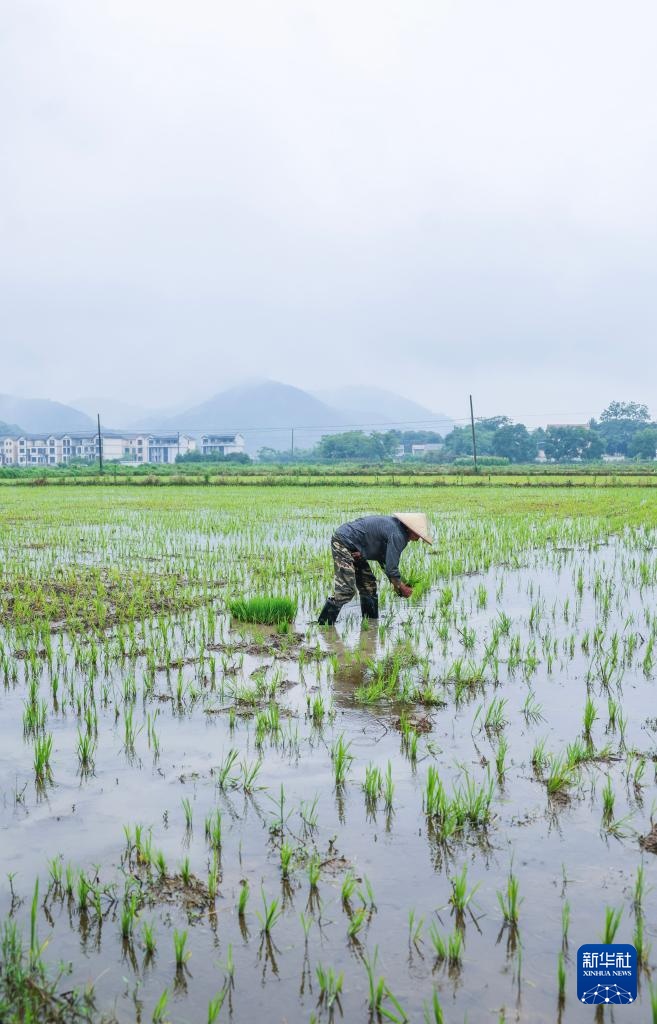 浙江诸暨：水乡“芒种”忙插秧