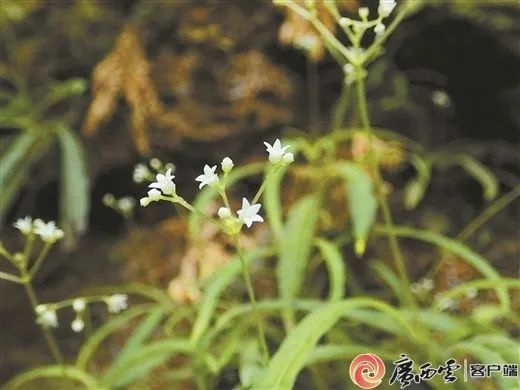 来自大自然的惊喜！广西接连发现新物种