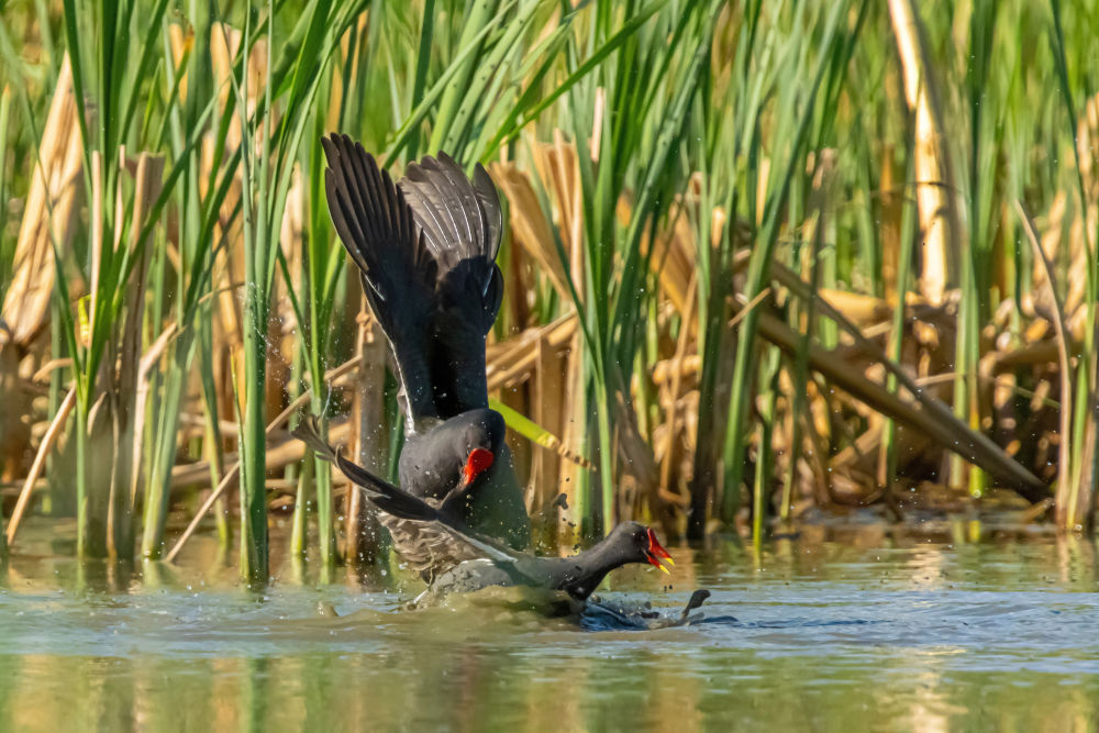 鸟翔禽游“恋”扎龙