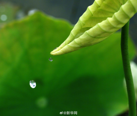 愿你“芒”有所获 “种”有所得