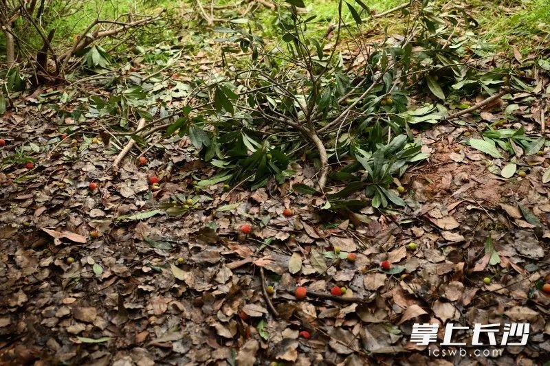 注意!这种水果不要摘,也不要吃 注意!这种水果不要摘,也不要吃