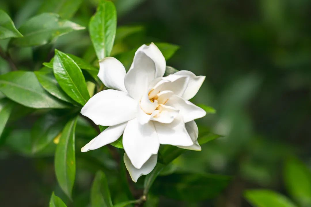 武汉大街小巷纷纷出现！网友：根本抵抗不了