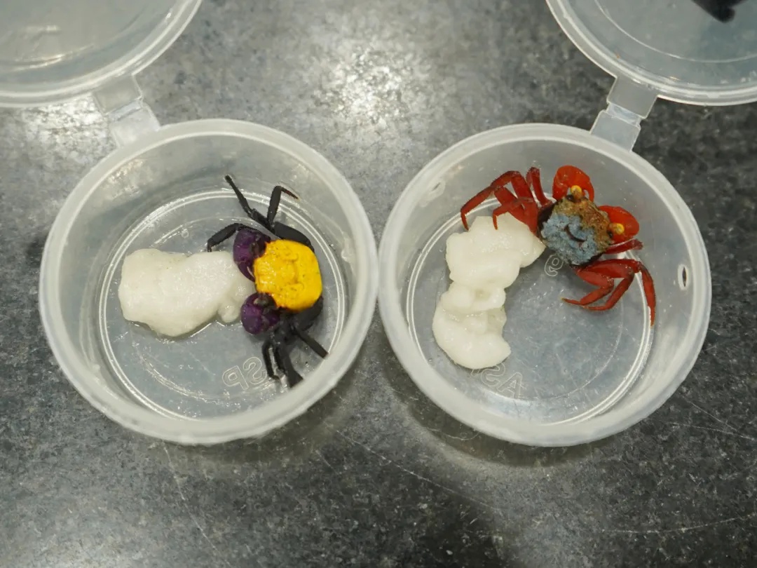 90只活体吸血鬼蟹被截获！海关提醒！