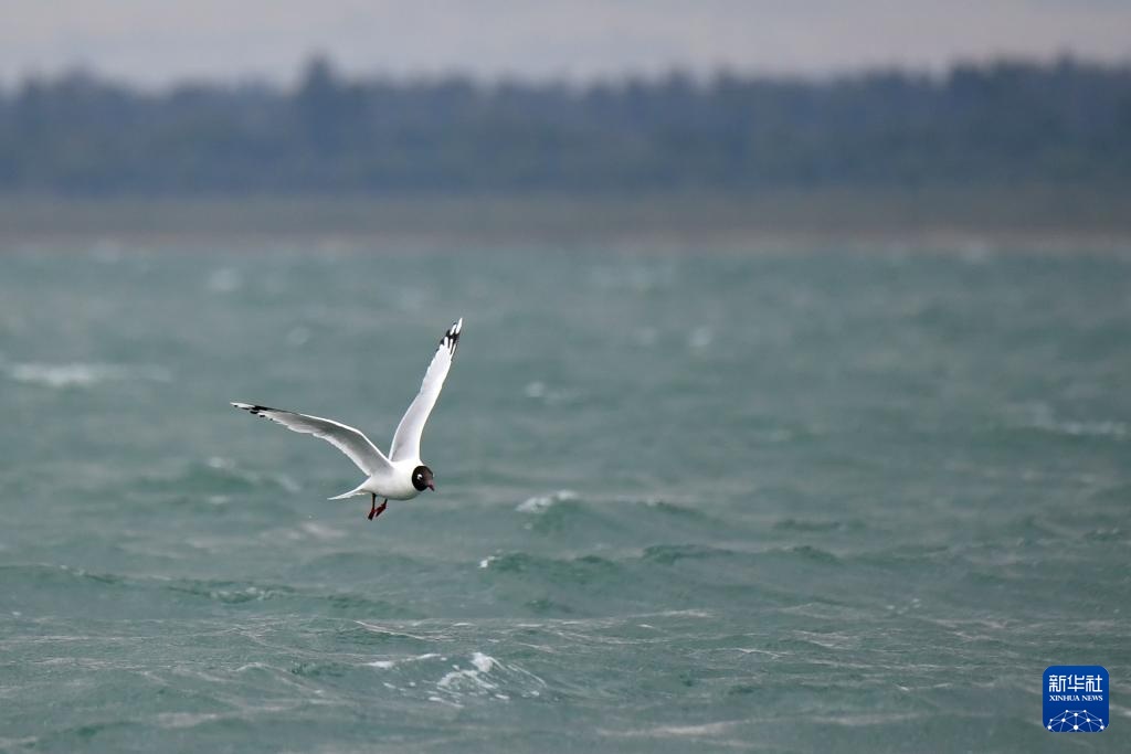 沙漠明珠 遗鸥天堂