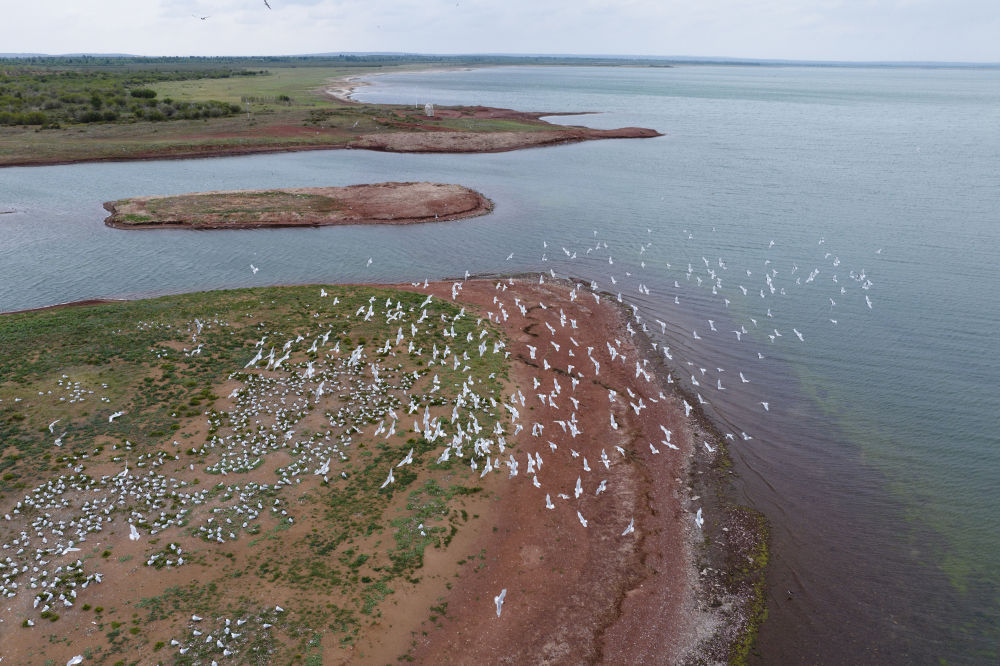新华全媒+｜在我国最大沙漠淡水湖见证濒危水鸟保护成效初显