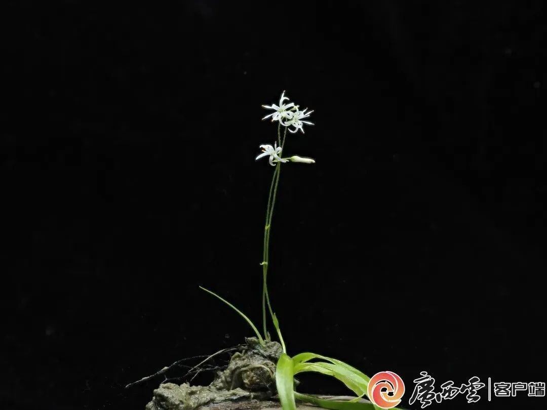 来自大自然的惊喜！广西接连发现新物种