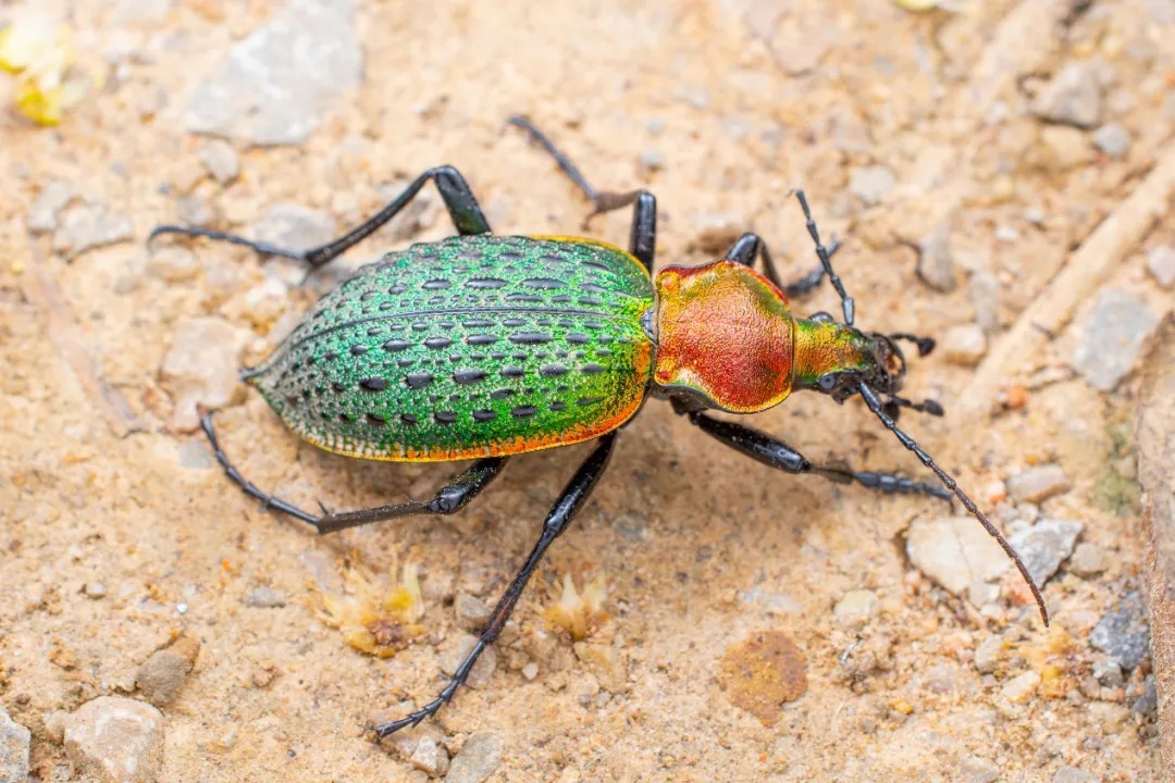 最新发现！看见这种“绿宝石”，千万别抓，严重可判刑！