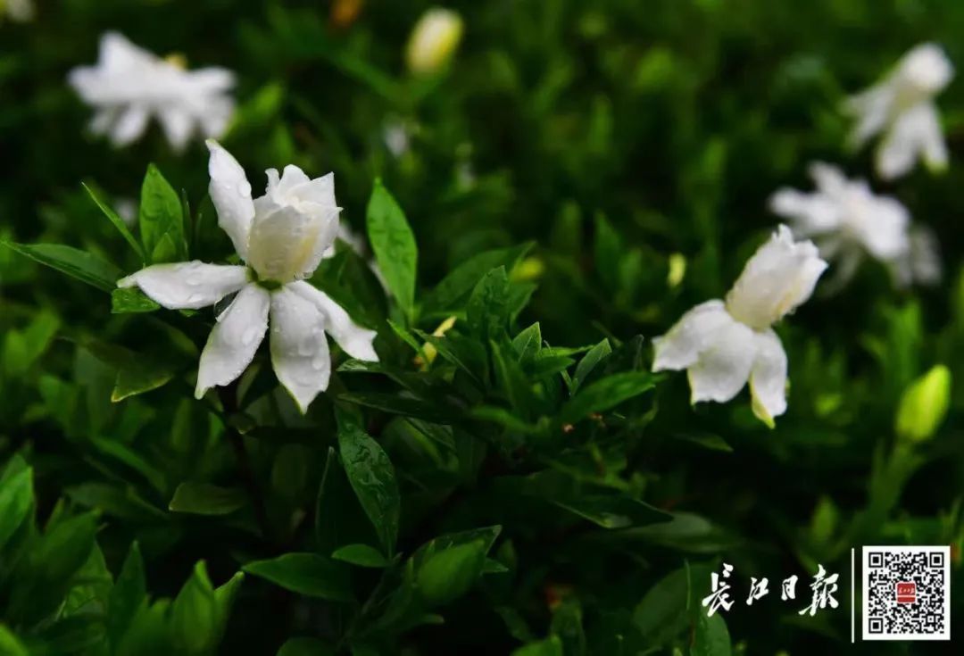 武汉大街小巷纷纷出现！网友：根本抵抗不了