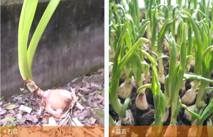 夫妻双双中毒,无特效解毒剂!这东西重庆也有…… 夫妻双双中毒,无特效解毒剂!这东西重庆也有……