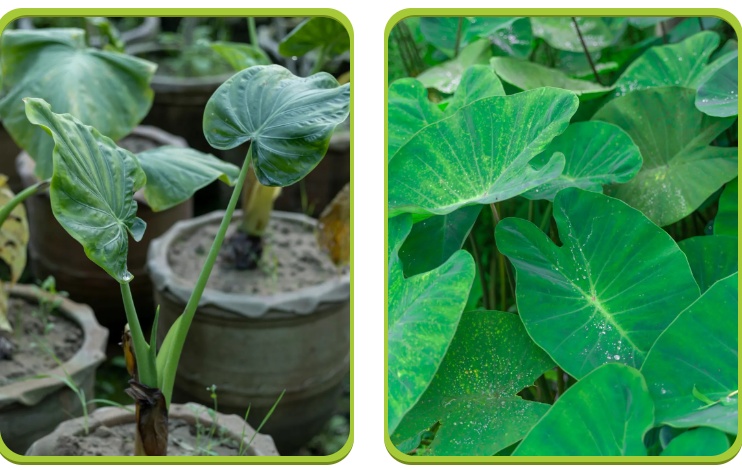 夫妻双双中毒,无特效解毒剂!这东西重庆也有…… 夫妻双双中毒,无特效解毒剂!这东西重庆也有……